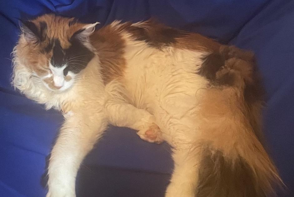 Vermisstmeldung Katze  Weiblich , 0 jahre Namur Belgien