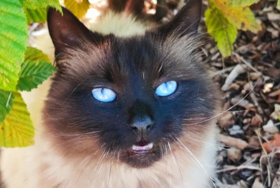 Vermisstmeldung Katze rassenmischung Weiblich , 7 jahre Namur Belgien