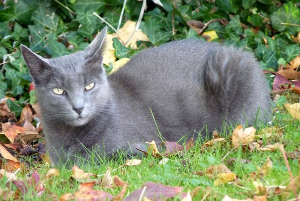 Alerte Disparition Chat Mâle , 10 ans Fosses-la-Ville Belgique