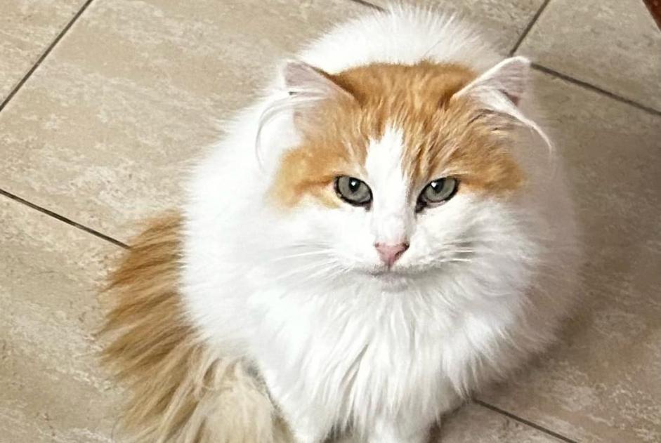 Avviso scomparsa Gatto incrocio di razze Femmina , 8 anni Florennes Belgio