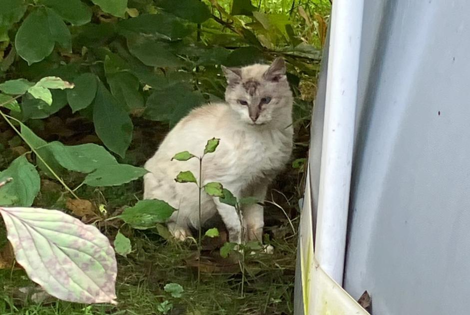 Avviso Ritrovamento Gatto Non conosciuta Ohey Belgio